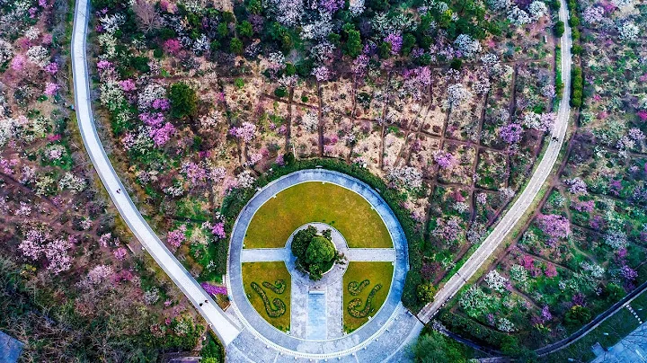 Stunning aerial shots of plum blossoms in Nanjing - DayDayNews