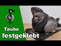 Taube festgeklebt und 22 weitere Einsätze - Tiernotruf #228