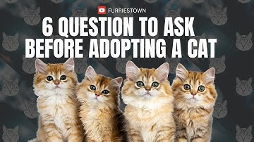 Part 1. Should You Adopt a Cat? 6 Questions to Ask Before Deciding. Support 👉@FurriesTown 🐾#Catlover