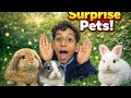 Surprise Rabbits at Home 🐇 | Pets Vlo