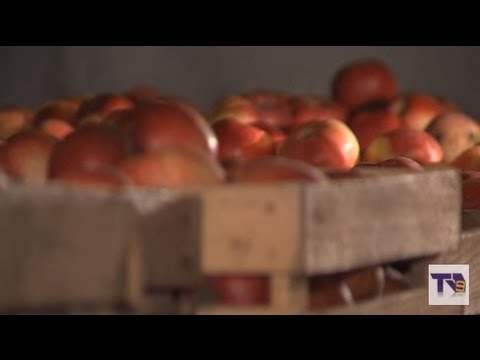 სხვილისში ვაშლის ბაღები იჩეხება