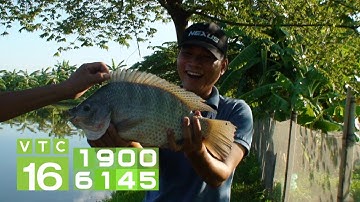 Trị bệnh đốm đỏ do liên cầu khuẩn trên cá rô phi I VTC16