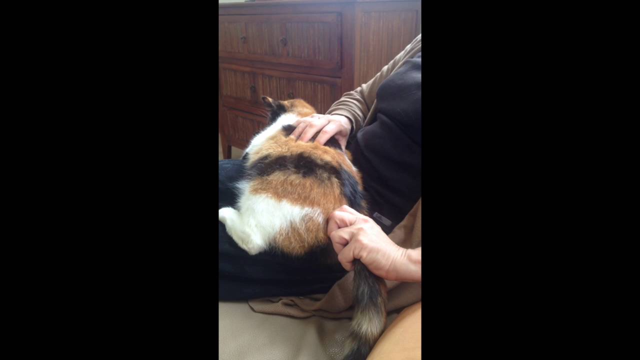 Massage Des Tensions Du Dos Du Chat Youtube