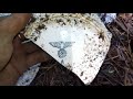 Вот это хабар!!!Редкие немецкие бутылки!!!WW2 metal detecting.