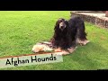 Afghan Hound - Bests of Breed