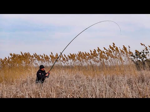 Карась попер! Рибалка в очерет удочкою з боковим кивком!