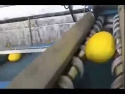 AGRIMAT SRL - Yellow melon: mechanics sizer 1 row