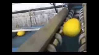 AGRIMAT SRL - Yellow melon: mechanics sizer 1 row