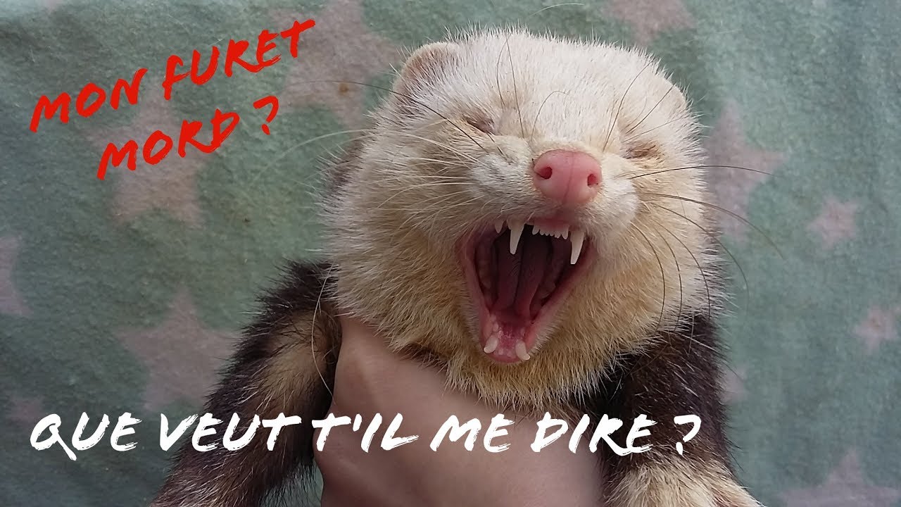LES DIFFÉRENTS TYPES DE MORSURES CHEZ LE FURET YouTube LES DIFFÉRENTS TYPES DE MORSURES CHEZ LE FURET YouTube