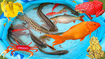 kem kem tivi bắt cá vàng, cá trê bự, cá chuối, gà con màu sắc, cua đỏ, cua xanh, con cóc sắc màu