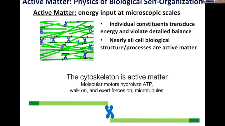 Daniel Needleman | Cytoskeletal Energetics and Ene...