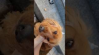 How I clean ears of my English Cocker Spaniel Robby