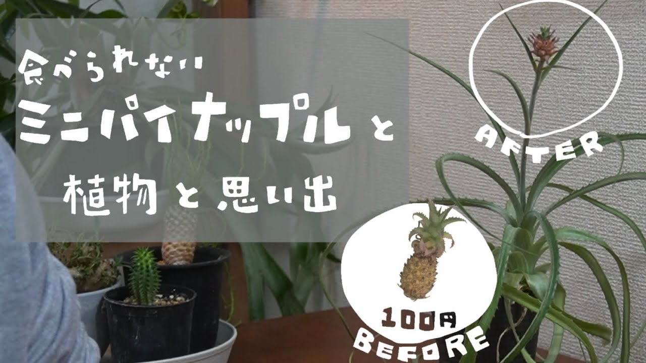 観葉植物 観賞用ミニパイナップルの成長と 植物に思い出を Youtube