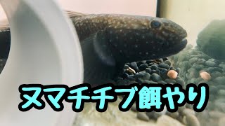 ヌマチチブに餌をやる