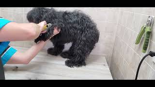 Havanese dog breed, full groom, no restraints, Scissor cut, dog grooming