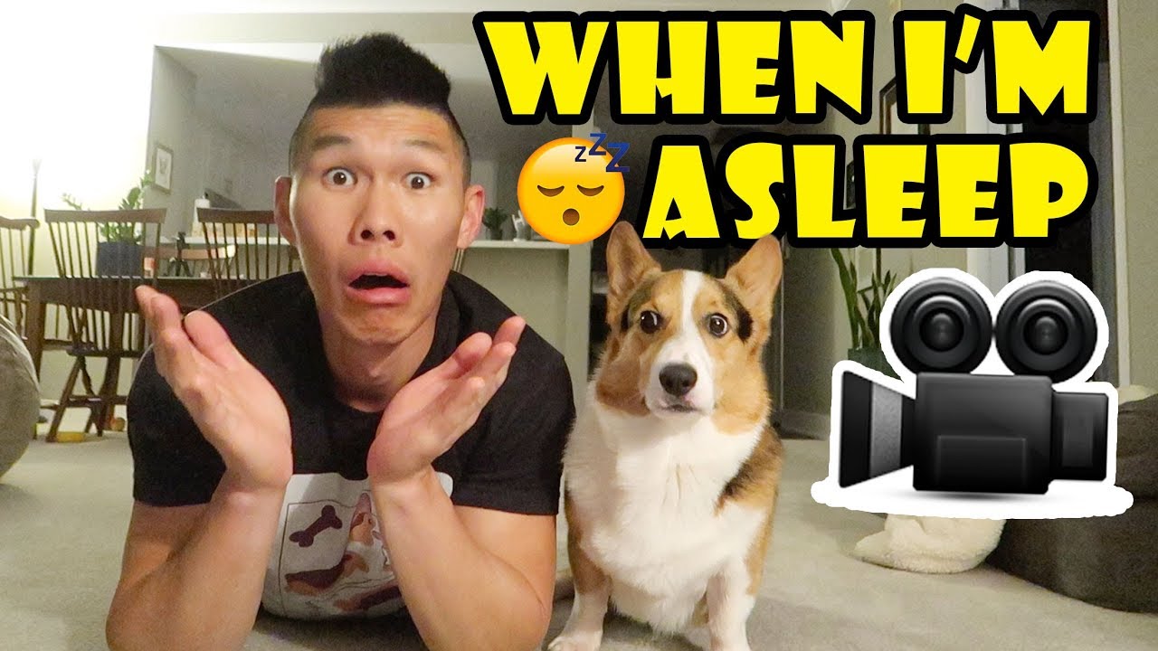 Didn’T Know My Corgi Dog Is So Busy While I’M Asleep 😴|| Life After College: Ep. 636