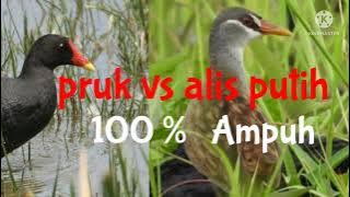 suara burung alis putih dabel mandar batu joss