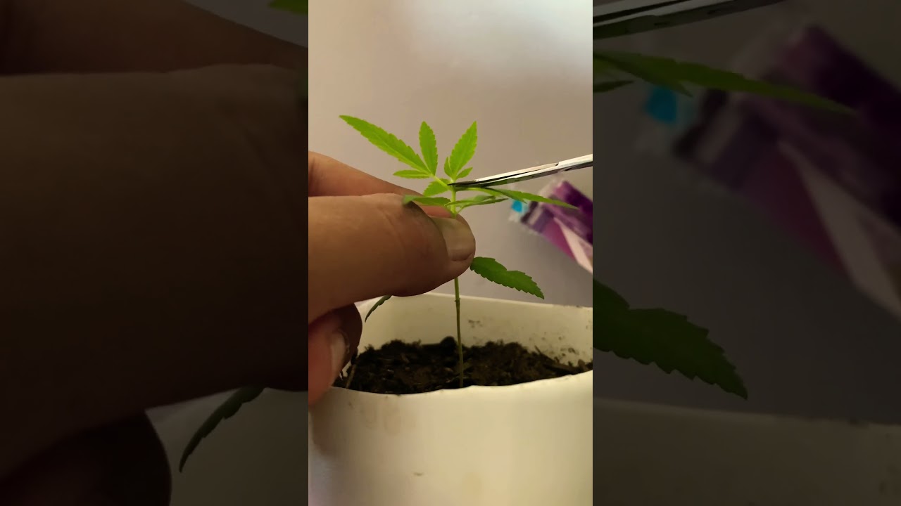 Como fazer poda top !                                