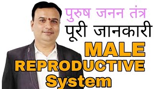 Male important system -  Reproductive System screenshot 4