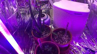 New diy cheap grow box for marijuana