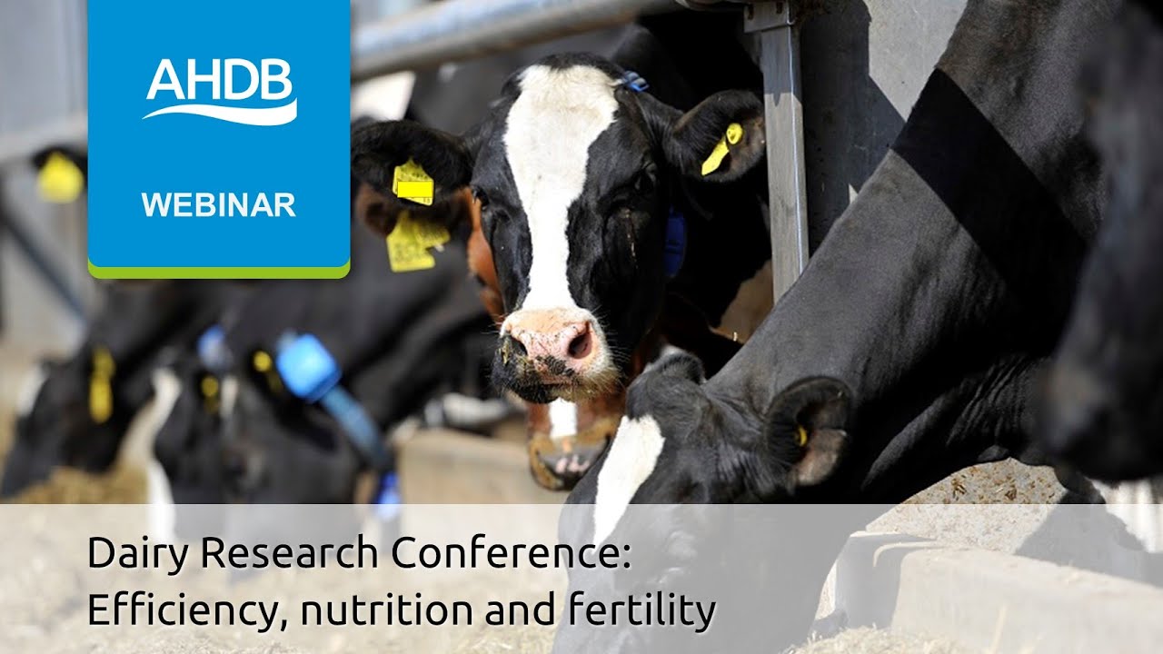 Dairy Research Conference: Efficiency, nutrition and fertility