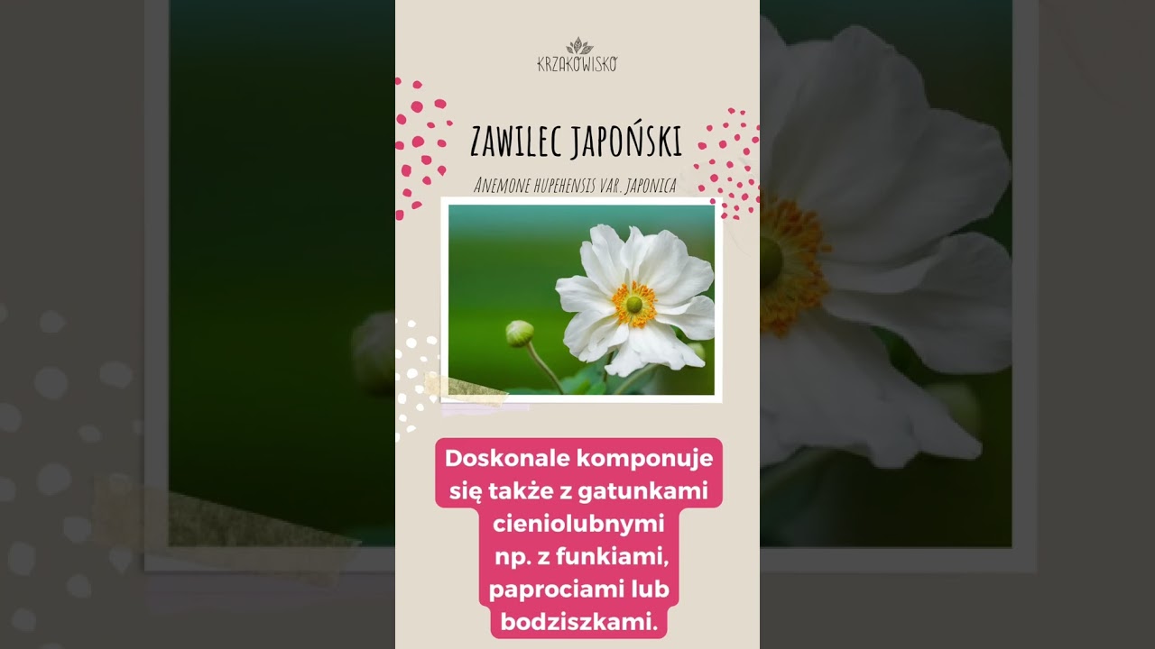 Rośliny kwitnące we wrześniu 