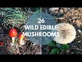 Wild Mushrooms You Can Eat