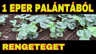 Eper Palánta Szaporítás Egyszerűen