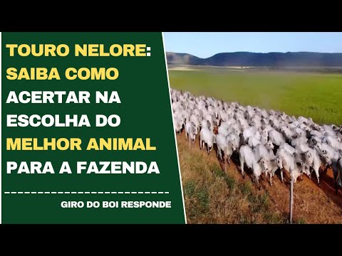 TOURO NELORE: SAIBA COMO ACERTAR ESCOHA DO MELHOR ANIMAL PARA A FAZENDA