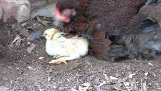 Jubilee Orpington Chicks Take First Dust Bath Jubilee Orpington Rooster Dust Bathing
