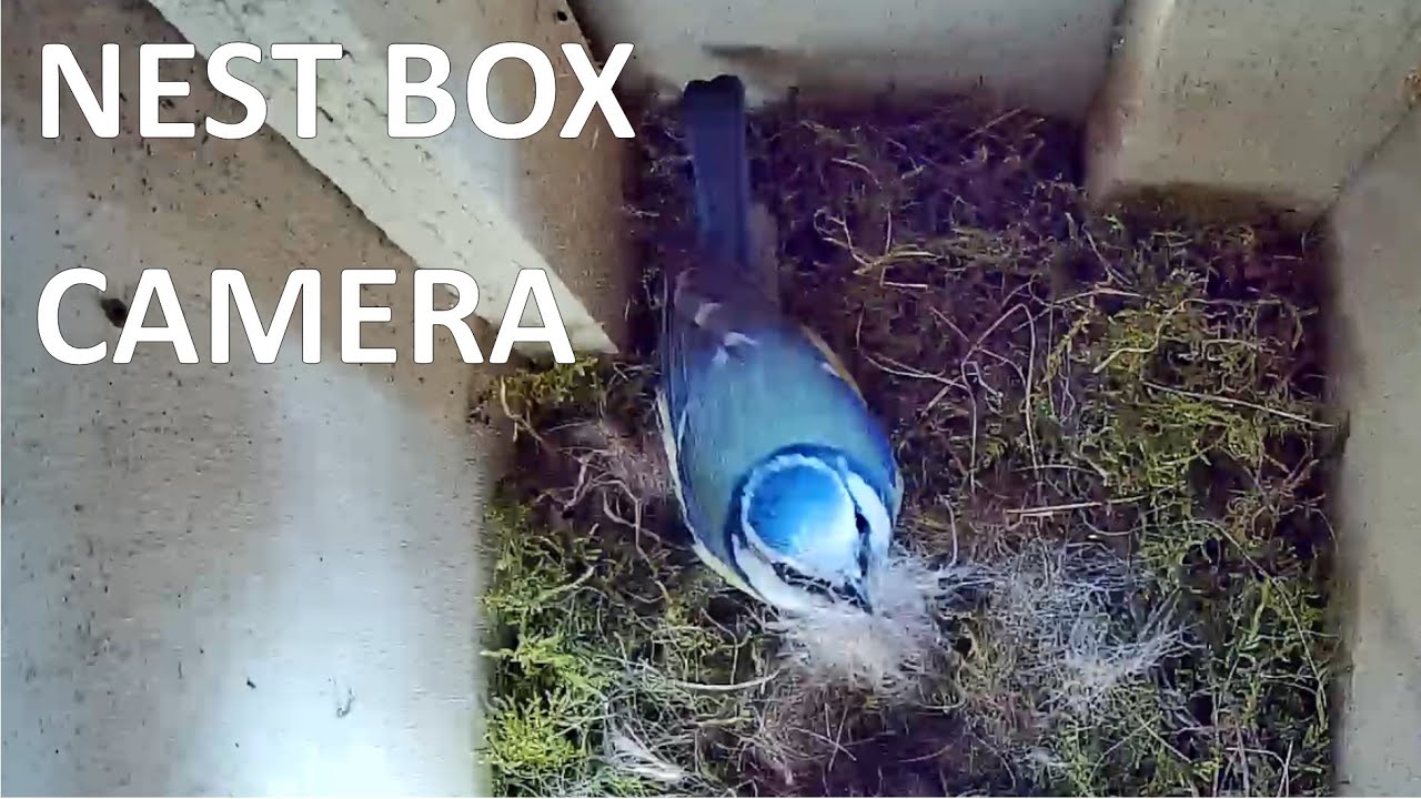 Are the eggs hatching today? - Live action nest box - Blue tit, Belgium