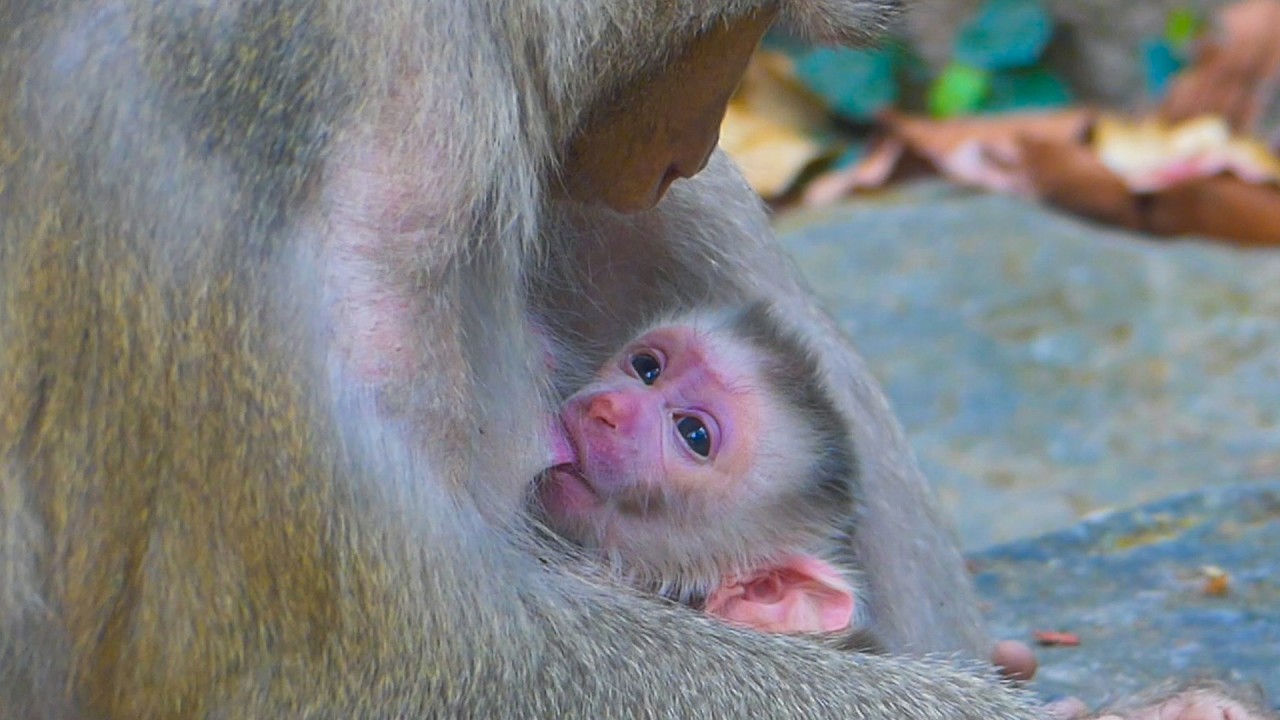 Congrats Monkey Libby Gave Birth to her Fourth Child successfully