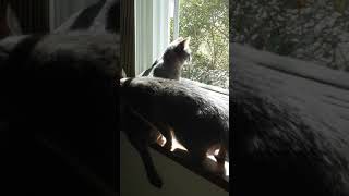 Fall Of Kitty - Black Oops Ii