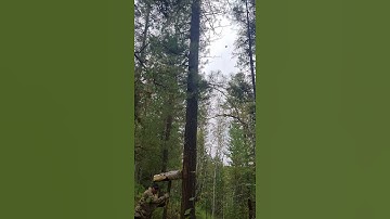 кедровый орех, заготовка 1часть