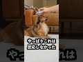 生き物以外を吸い上げるUFOの下に紙粘土で包んだうずらを置けば吸い上げるはず！
