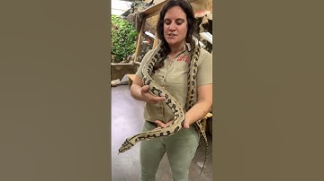 Carpet Python straight from Australia🤩🙌