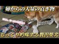 柴犬福 姉からの大量お土産には流石にテンションが上がってしまう柴犬🤣Shiba-present🤩