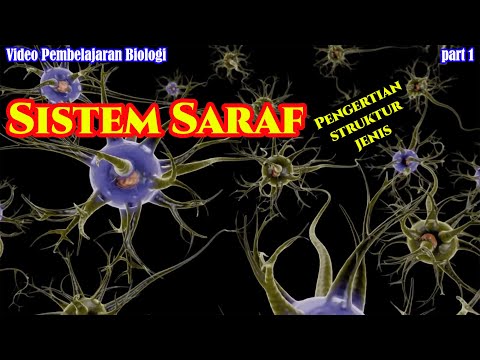 Sistem Saraf; Pengertian, Struktur, & Jenis Sel Saraf. Materi Biologi SMA Kelas 11 (Part 1)