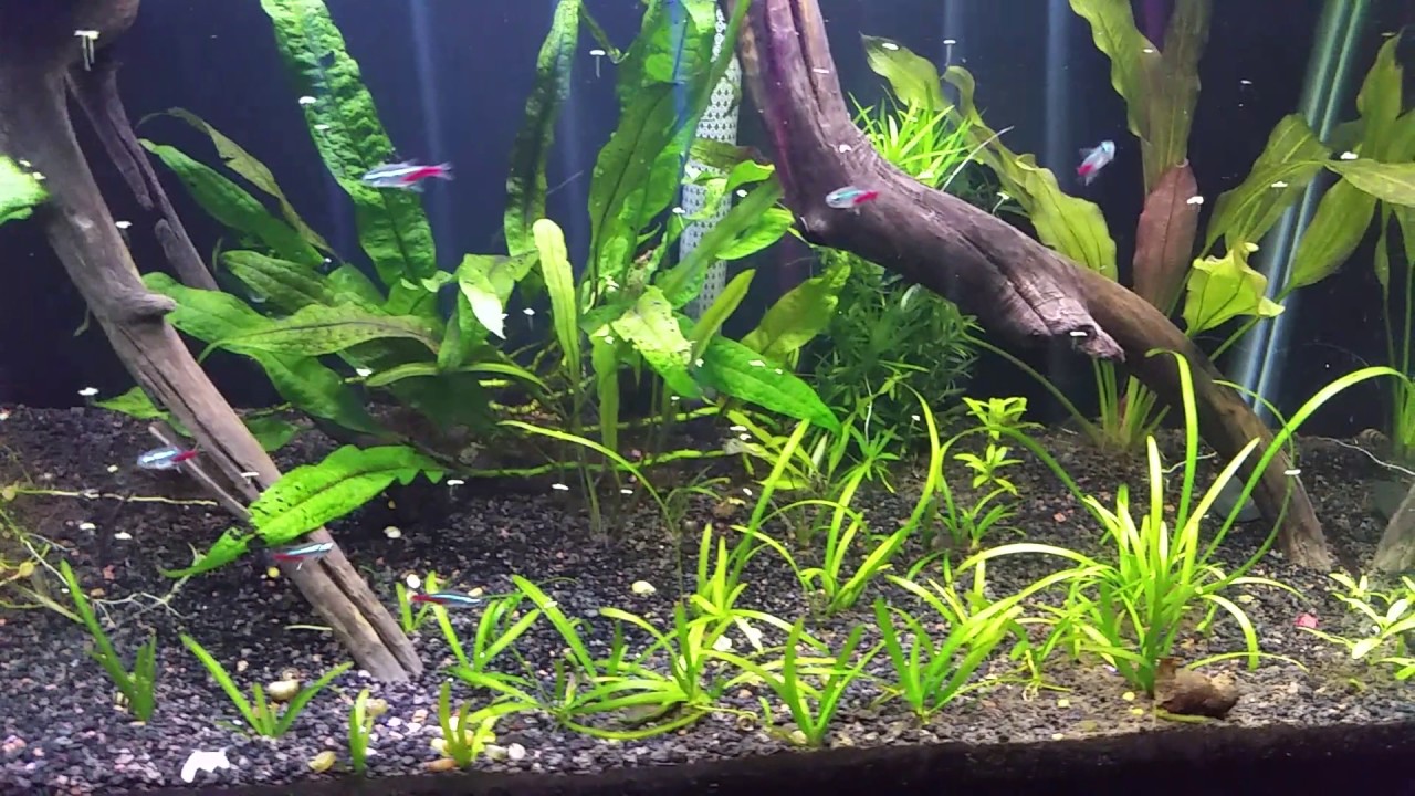 2021 Neontetra