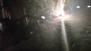 Philips Hue Calla Smart Lights - Landscaping Lights - Strobe