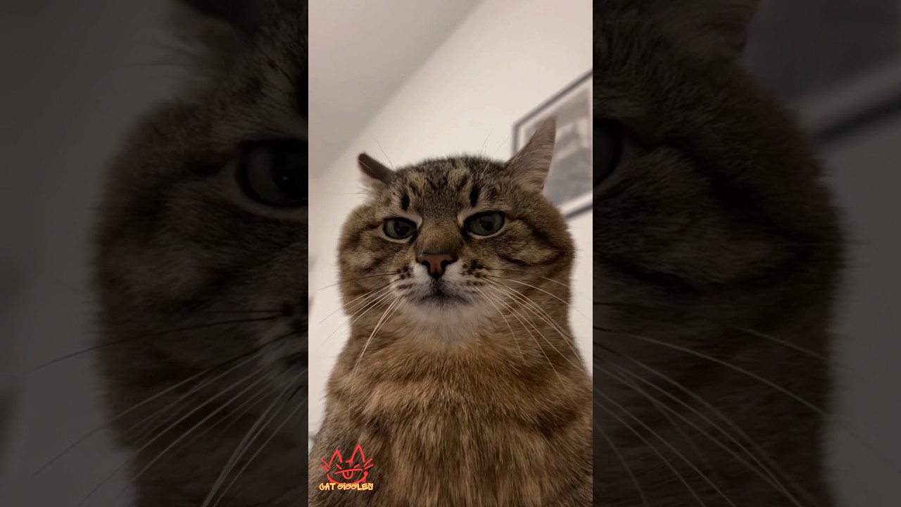 Cat Giggles #270 – Your Daily Dose of Funny Cats! 😻 #shorts #pet #cat #funny #foryou #viralvideo