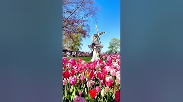 Tulip is my happiness 🌷 📍 Keukenhof , Netherlands #travel #holland #tulip #travelshorts