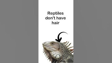 Thumbnail of Reptiles Song! 🐍