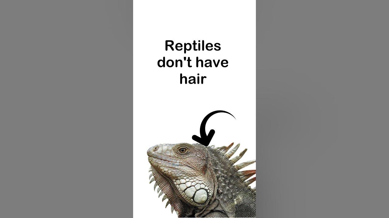 Reptiles Song! 🐍