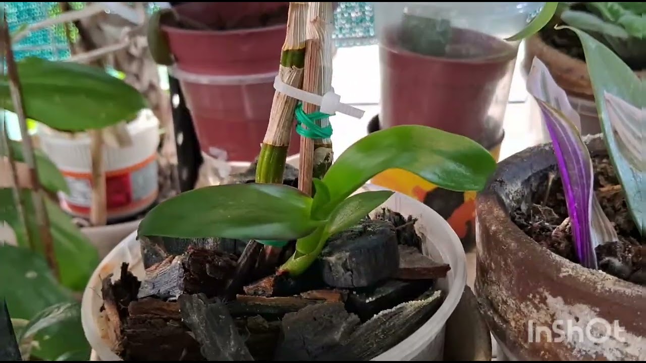 Paano mag paparami ng orchids panoorin u to mga bessy 💖 😘 marami anak 🤣🤣🤣