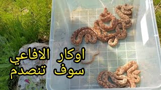 وثائقي خطير جدا لاول مره اوكار لافاعي الحراشف السامه والخطيرة محافظة طوباس مع جمال العمواسي