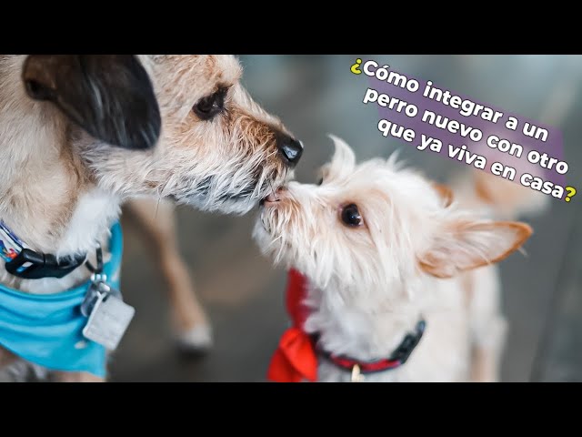 ¿Cómo integrar a un perro nuevo con otro que ya viva en casa?