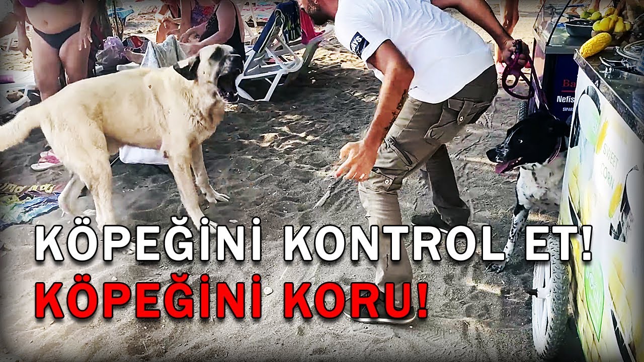 Garip Çığlıklarla Atak Yapan Köpeği Köpeklerin Arasında Nasıl Yürütebileceğiz | Köpek Dünyası S01B02