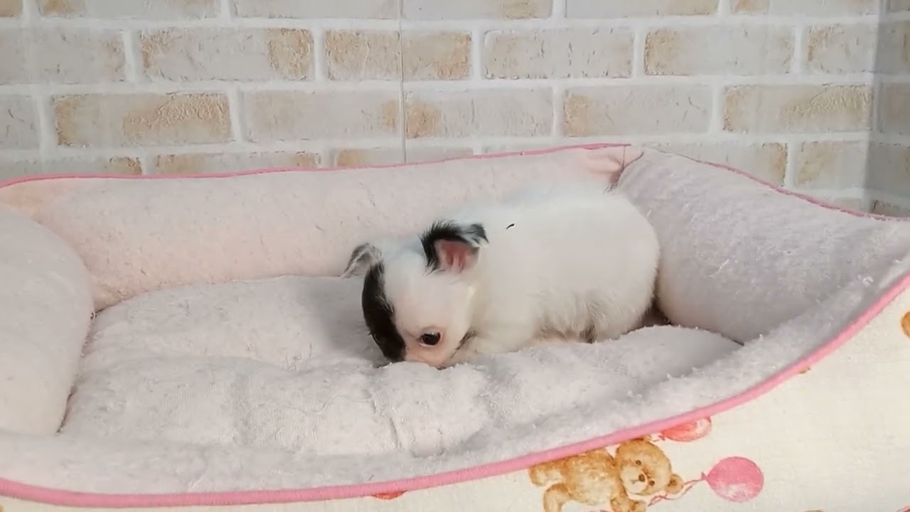 747618 チワワ（ロングコート） - YouTube