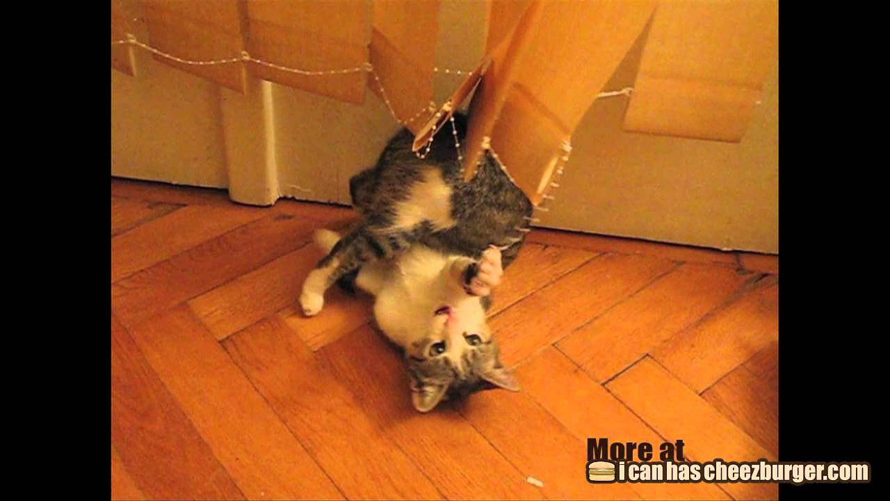 Bild från Katt leker